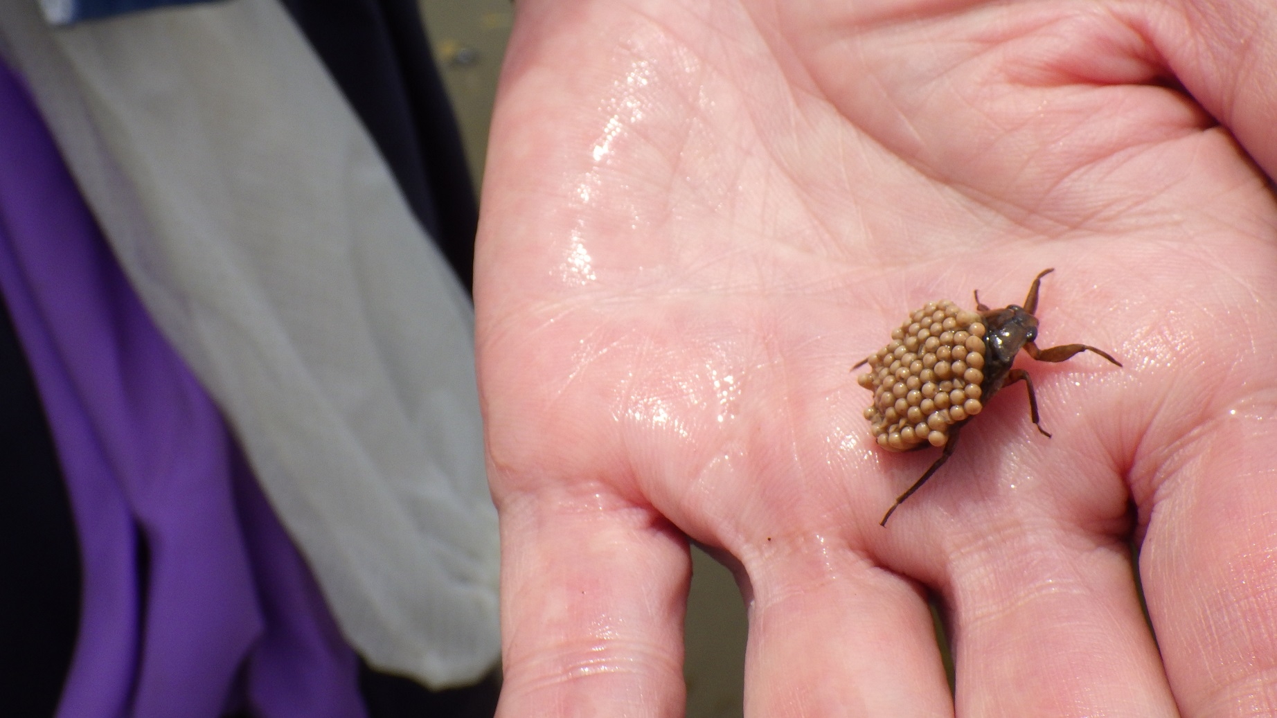 コオイムシ発見