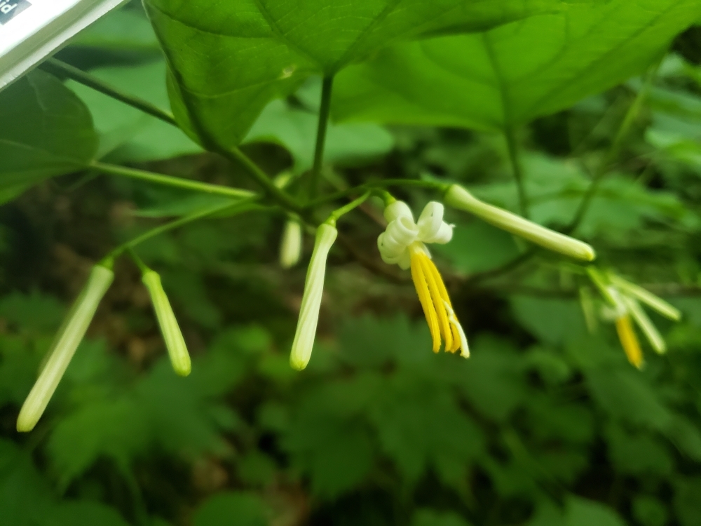 子ども達との自然ふれあい活動