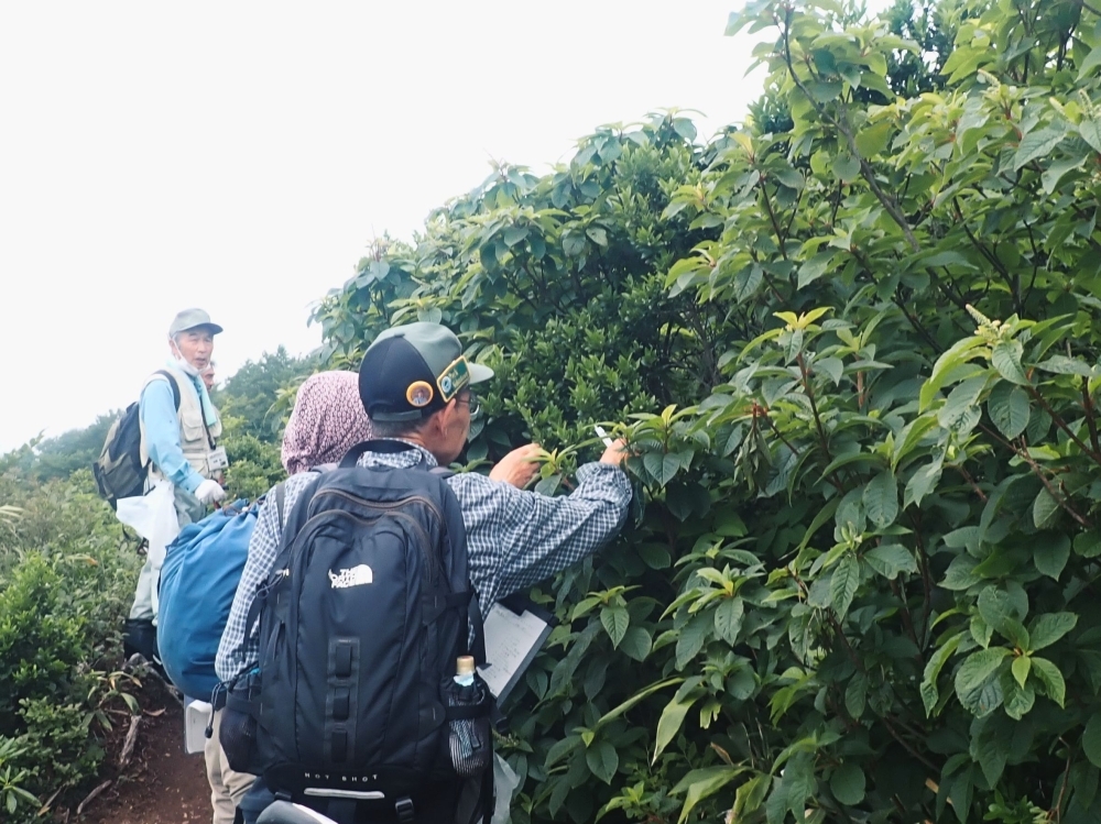 巡視中、植物観察の様子