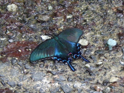 カラスアゲハ１