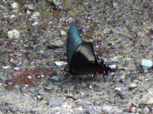 カラスアゲハ２