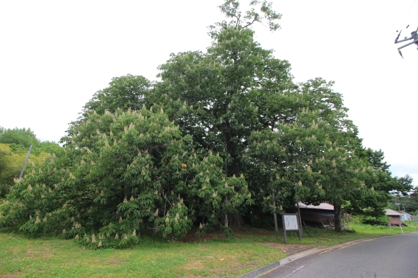 ＃トチの木