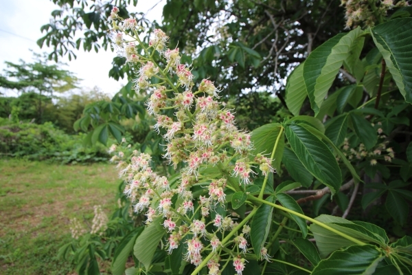 ＃トチの花満開でした