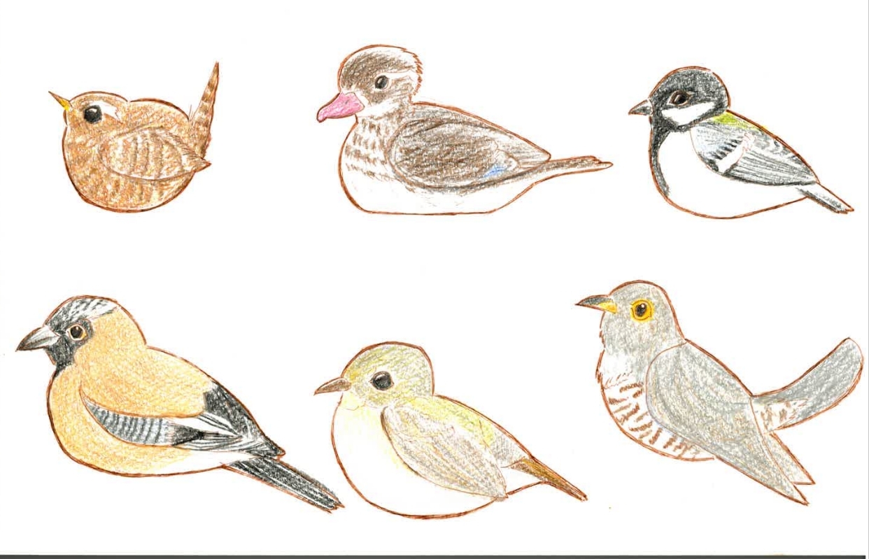 この日確認した鳥