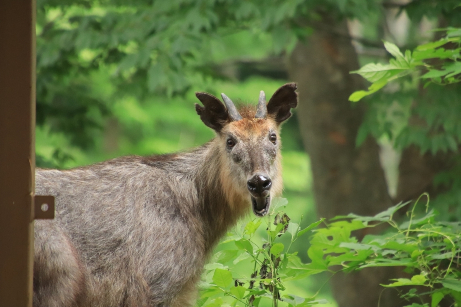 振り向くカモシカ