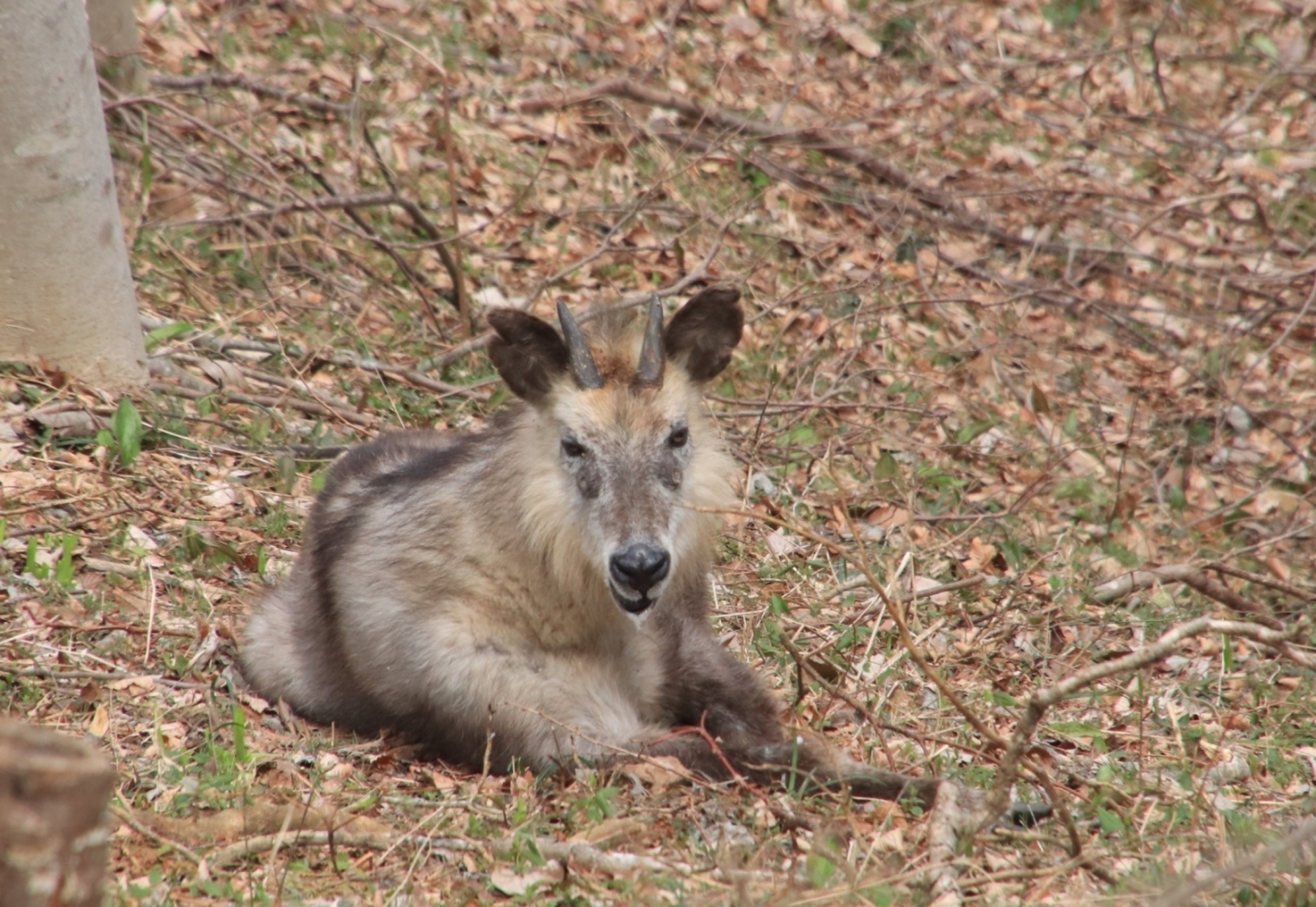 4月撮影のカモシカ
