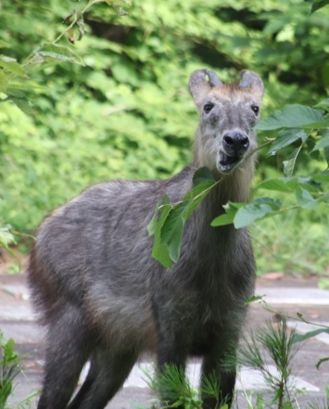 昨年出会ったカモシカ