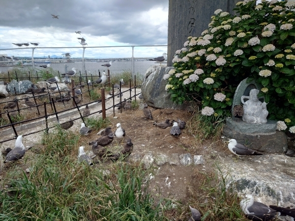 ＃ヒナも大きくなりました