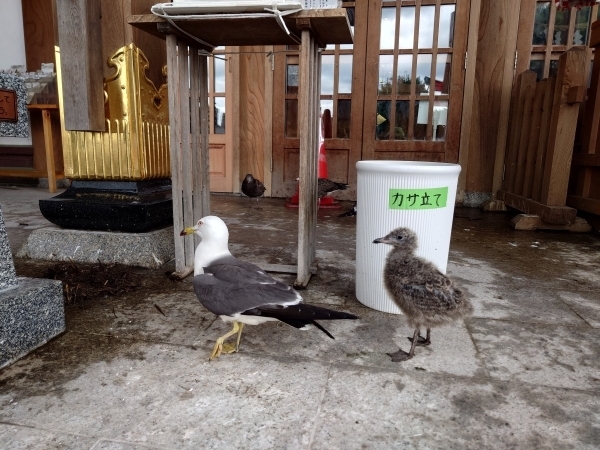 ＃まだ毛がモフモフしているヒナ