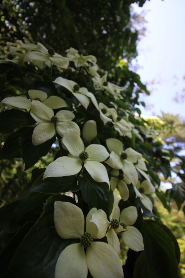 ＃花言葉は「友情」だとか