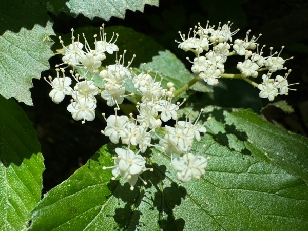 ＃花言葉は「恋の焦り」「私を無視しないで」だとか