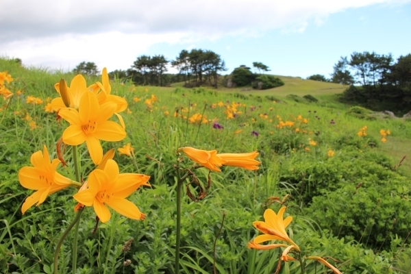 ＃花言葉は「心やすらぐ人」「日々あらたに」だとか