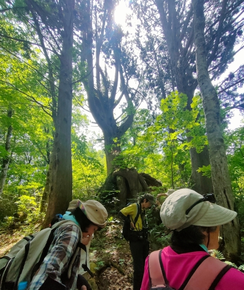 何百年ともなるネズコの巨木