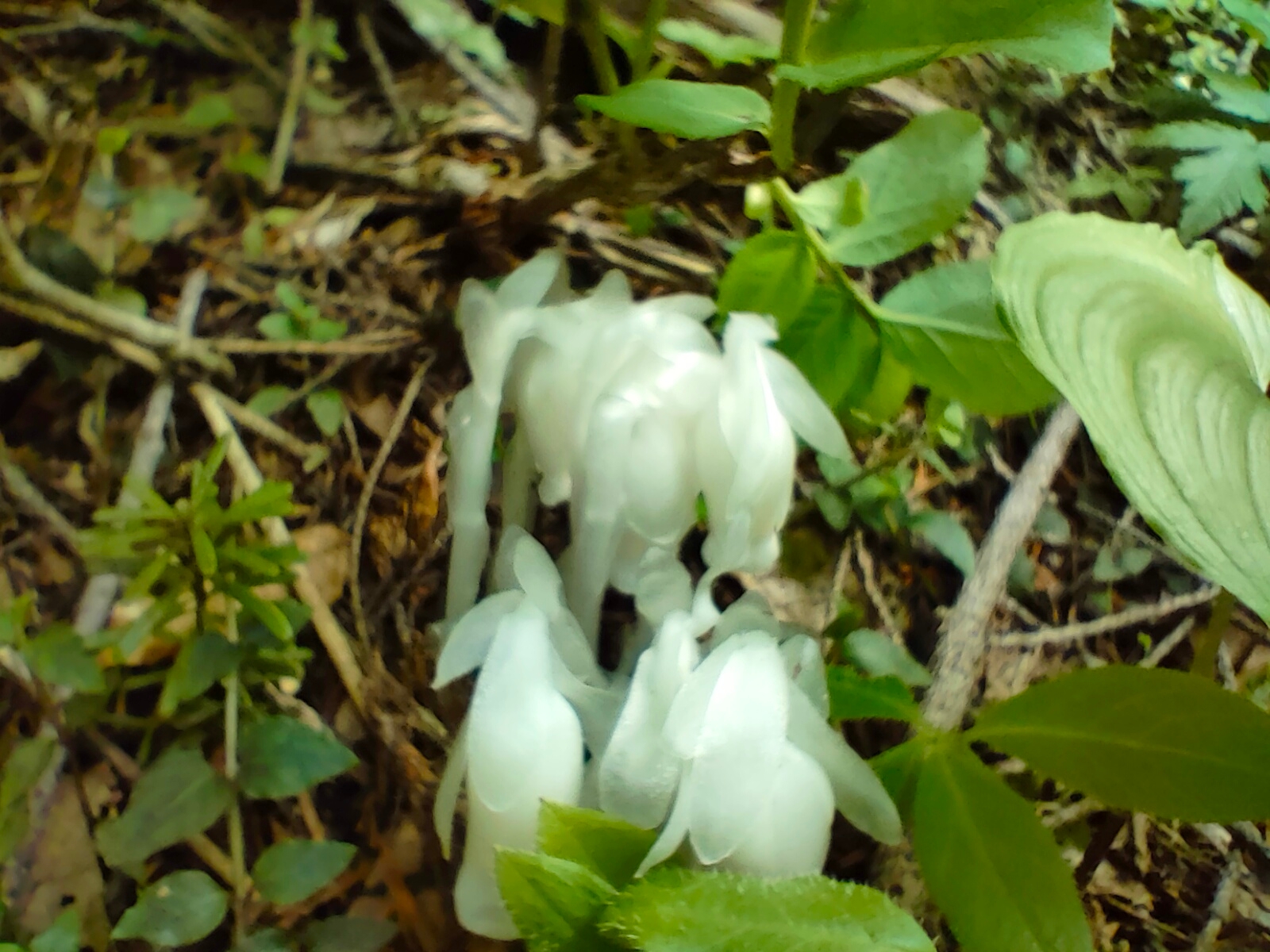 ギンリョウソウ