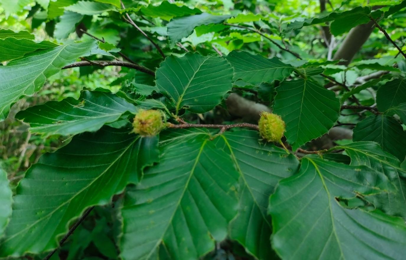 ブナの実