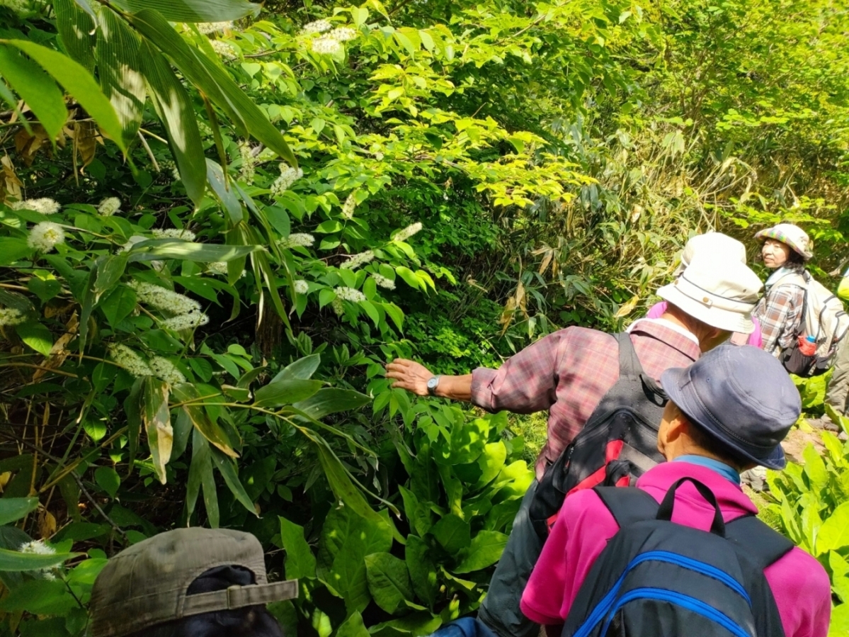 ウワミズザクラ