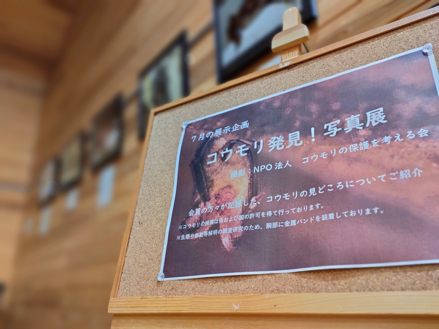 コウモリ写真展