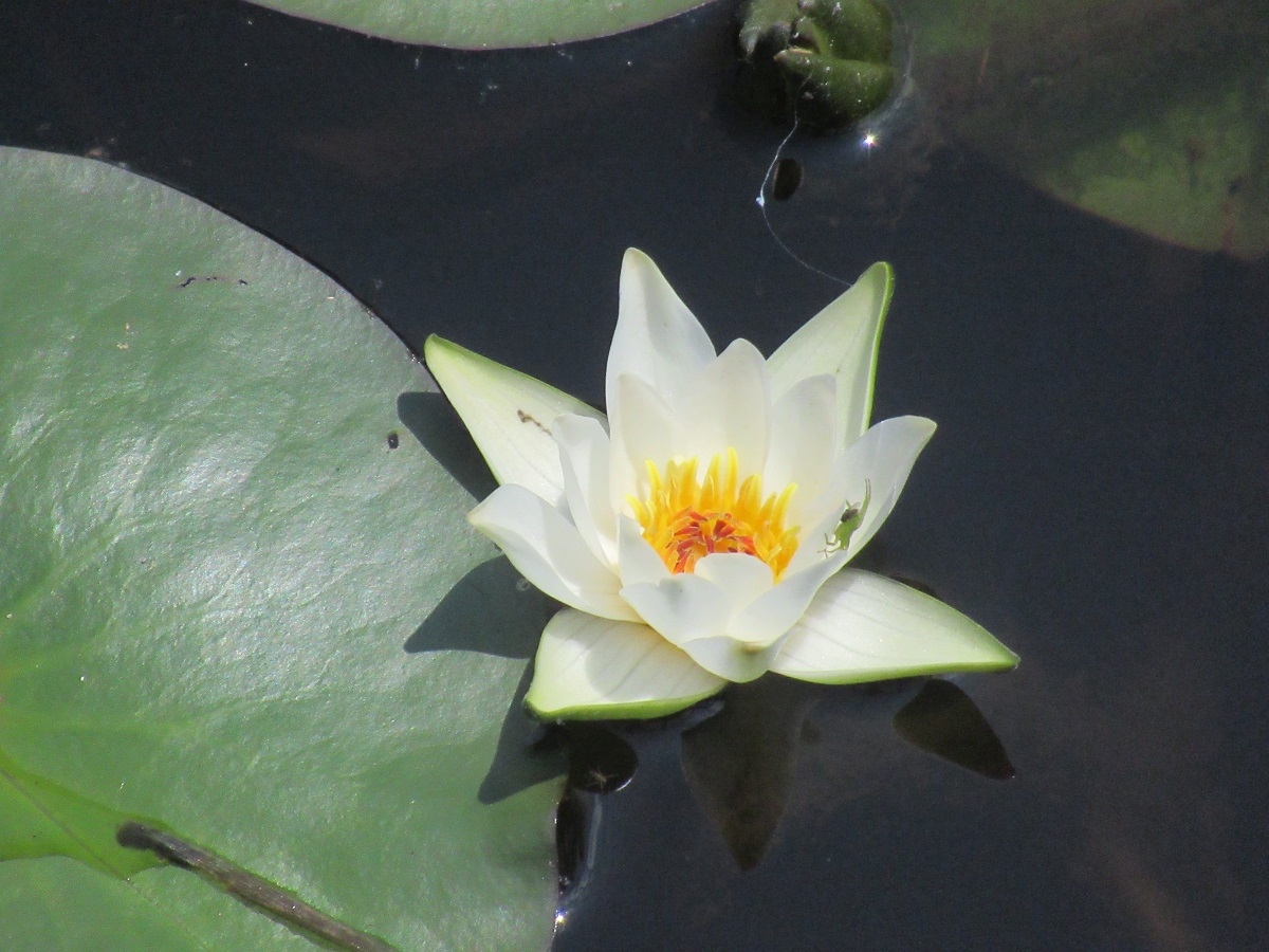 二夜の池＃二夜の池