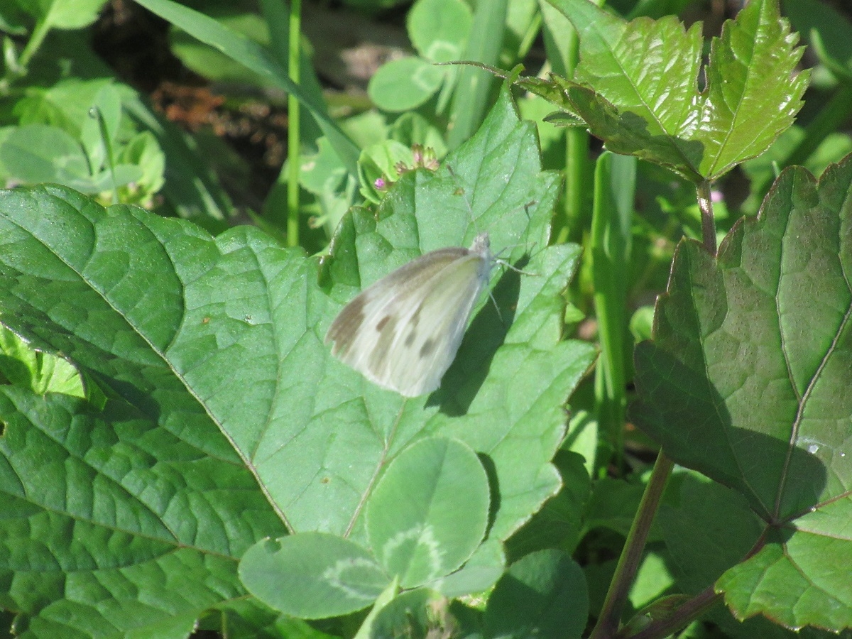 羽黒自然保護官事務所