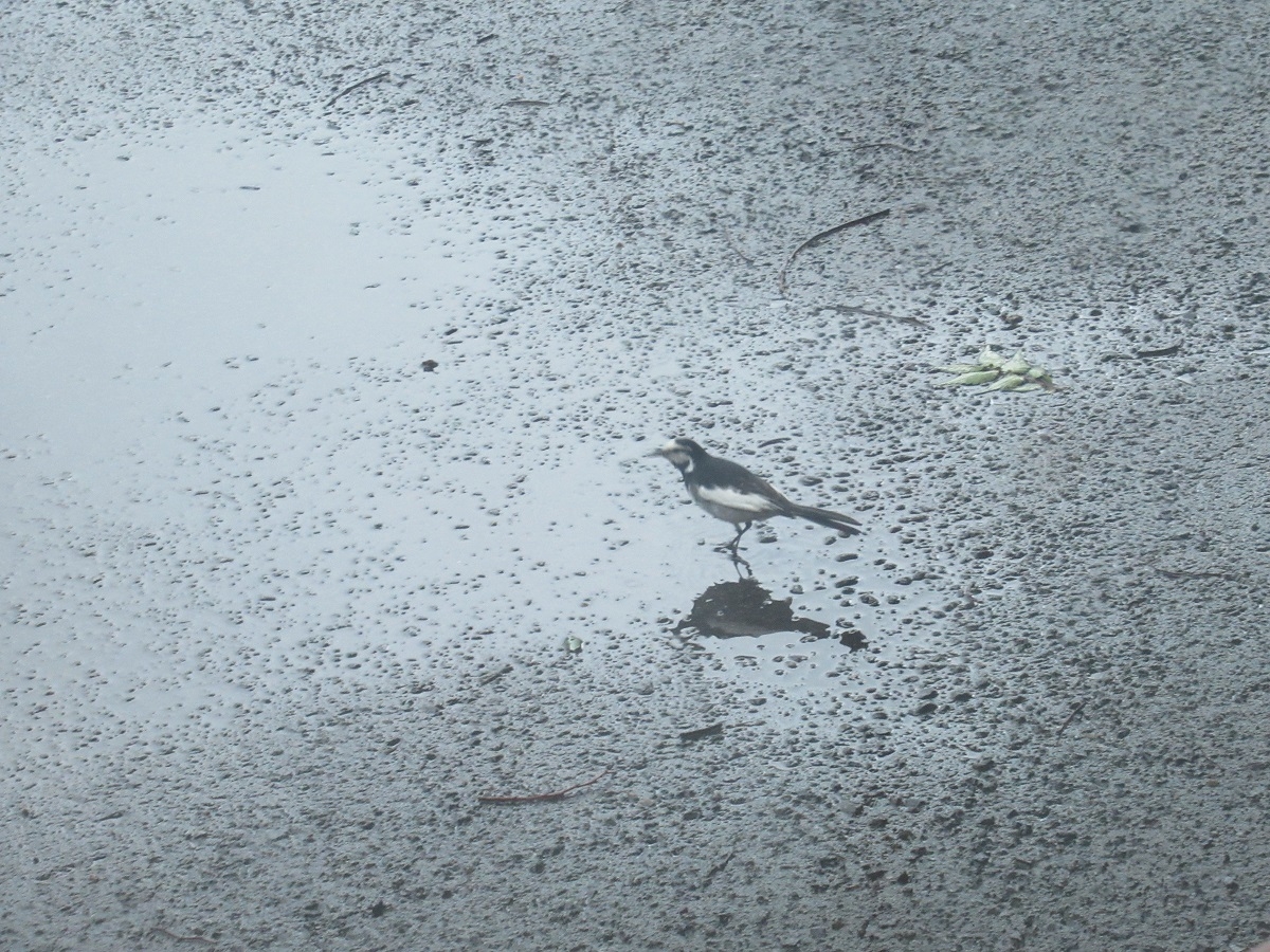 羽黒自然保護官事務所