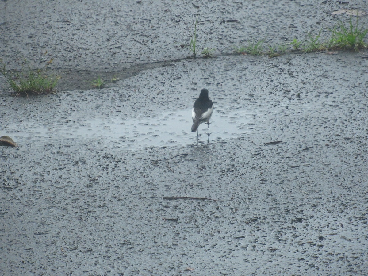 羽黒自然保護官事務所