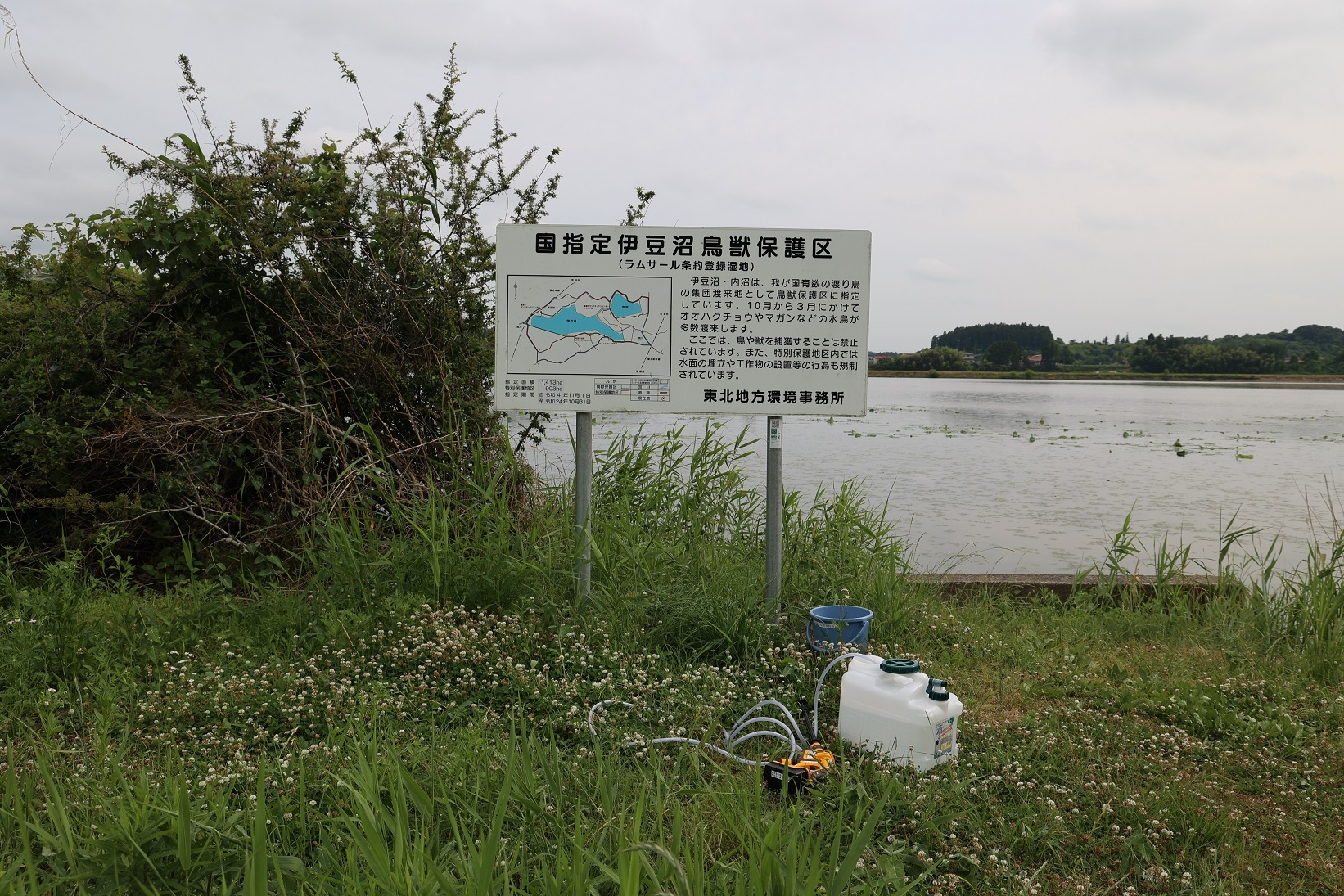 伊豆沼の区域図の清掃