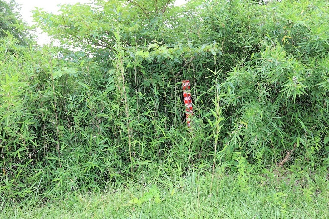 笹に埋もれた伊豆沼の制札