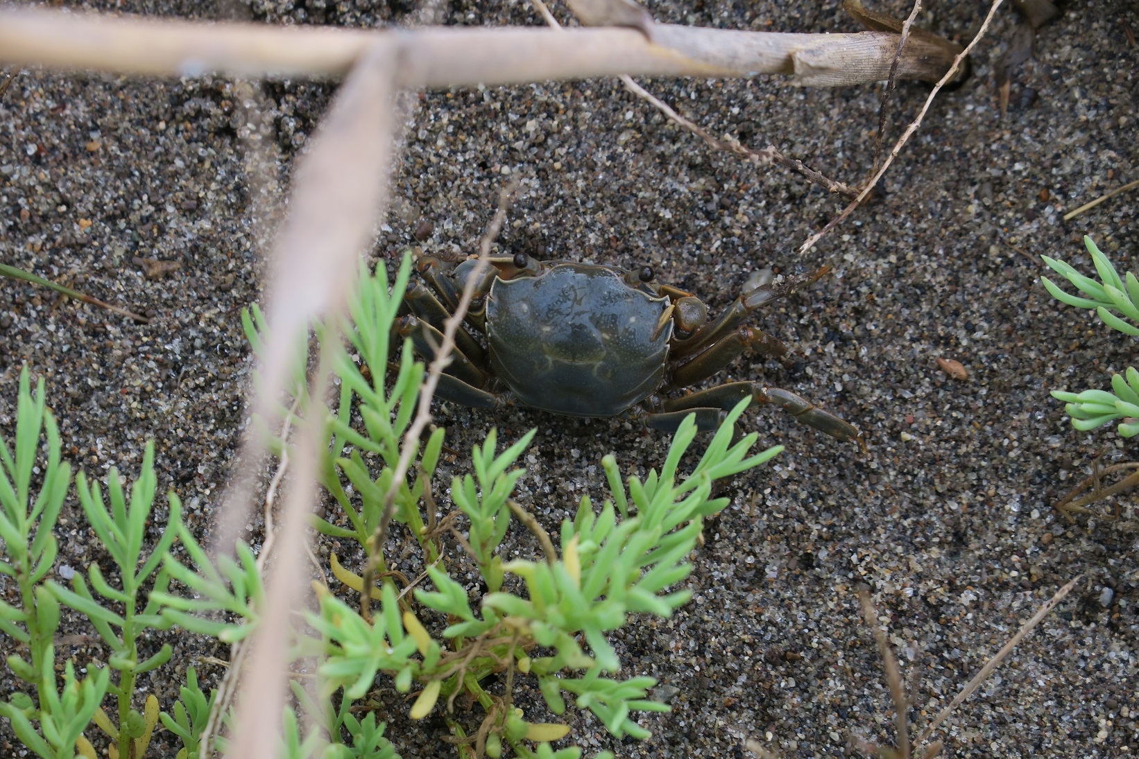 干潟でよく見かけるアシハラガニ