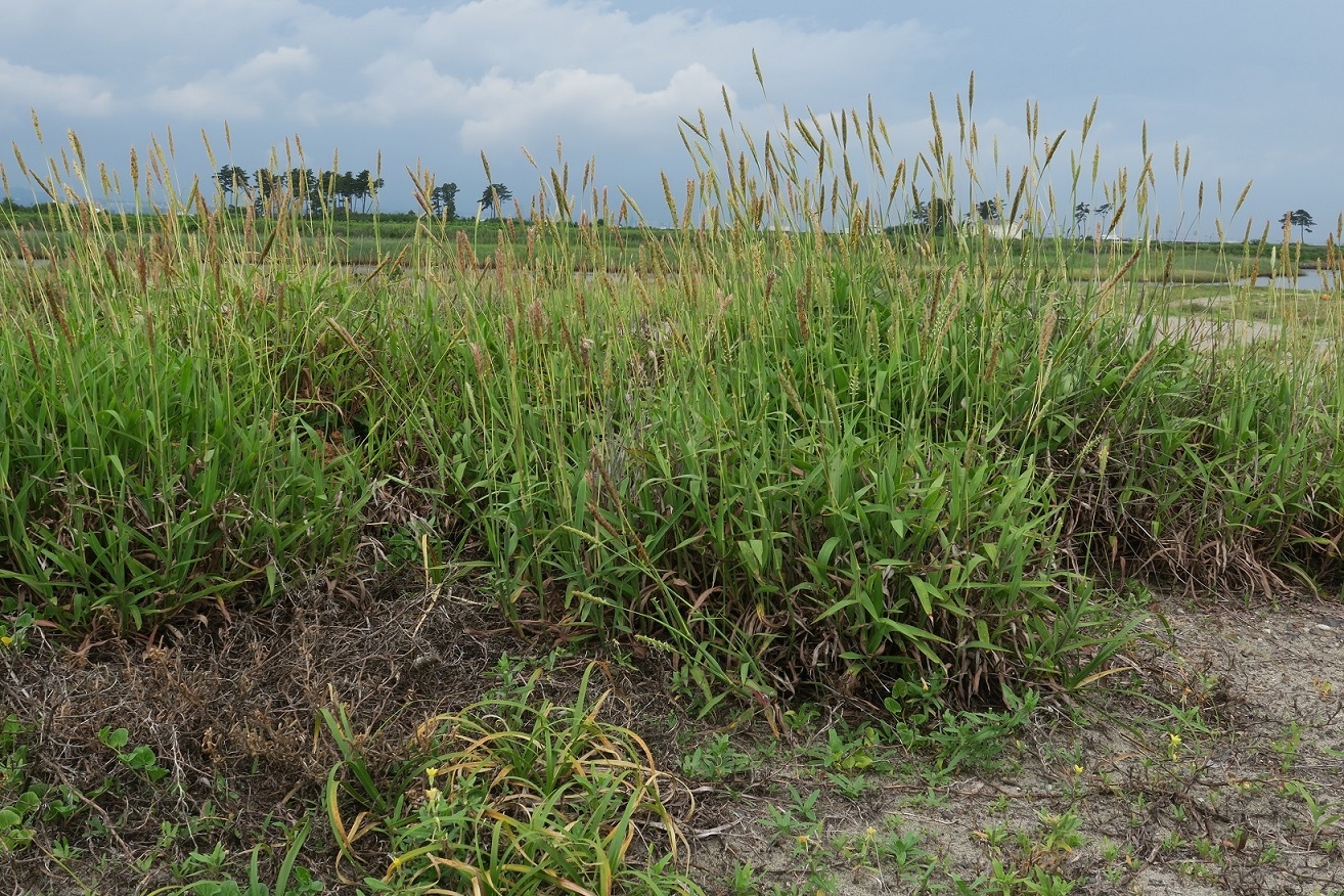 ケカモノハシ群落