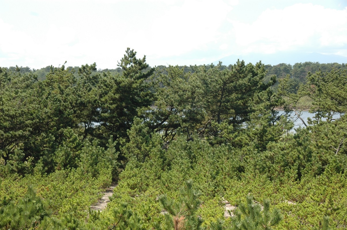 昔の松林と井土浦