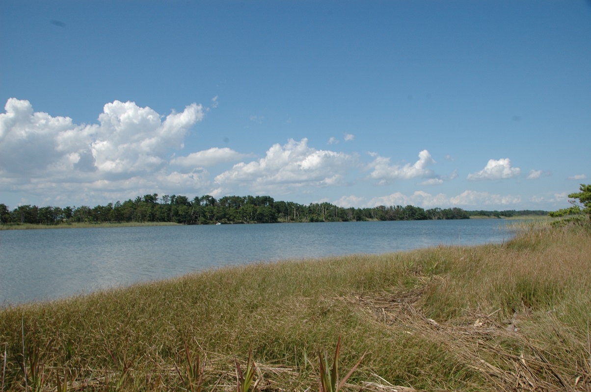 井土浦の開けたところから貞山運河の松林