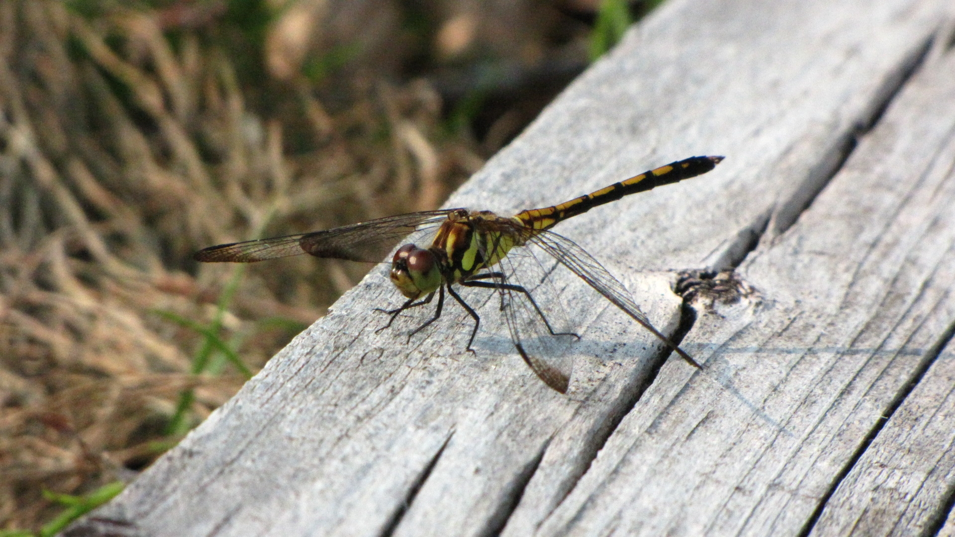 アカネ科のトンボ
