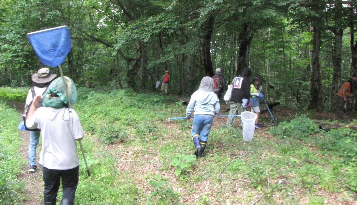 昆虫を探しに木を観察