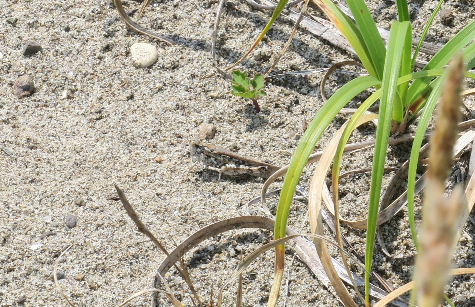 ヤマトマダラバッタ