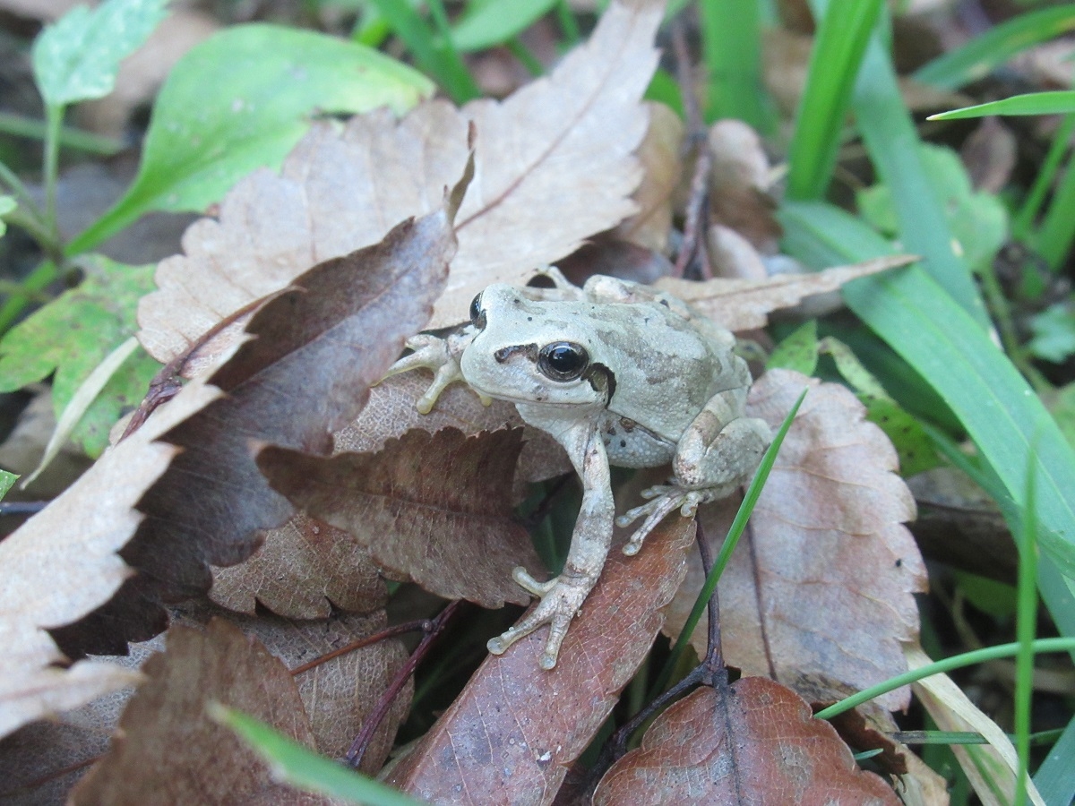 羽黒自然保護官事務所