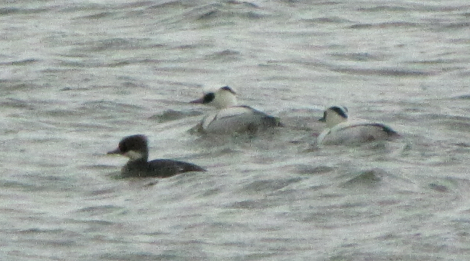 ミコアイサのペア