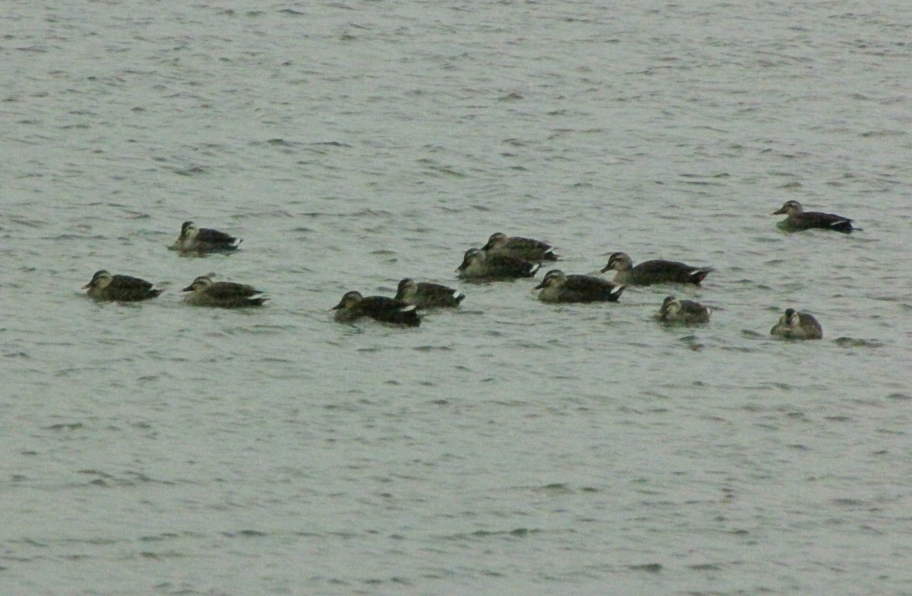 カルガモの群れ