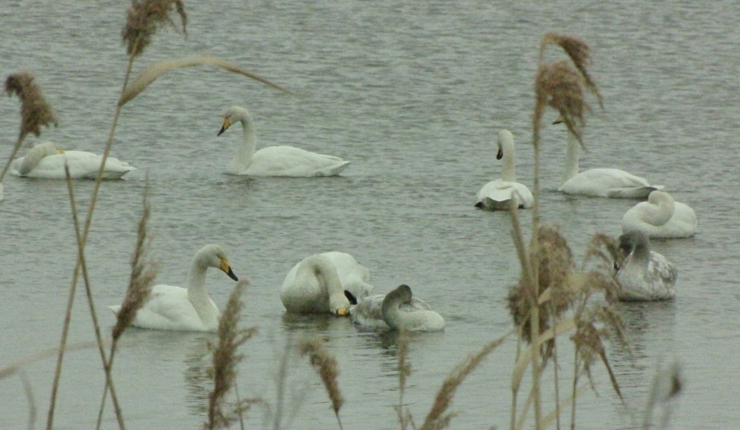 オオハクチョウの群れ