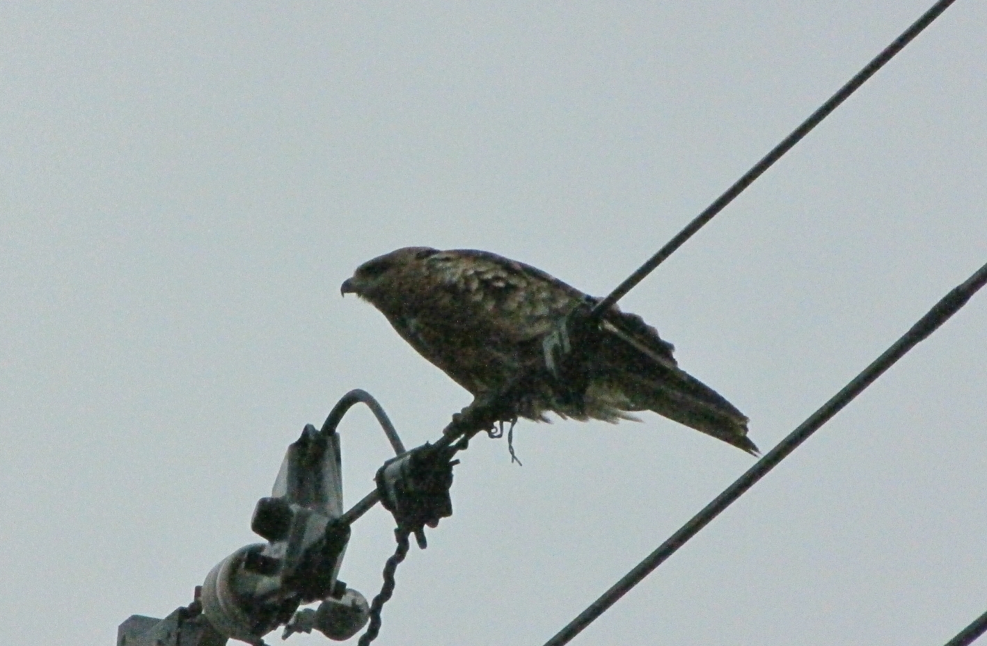 電線に止まるトビ