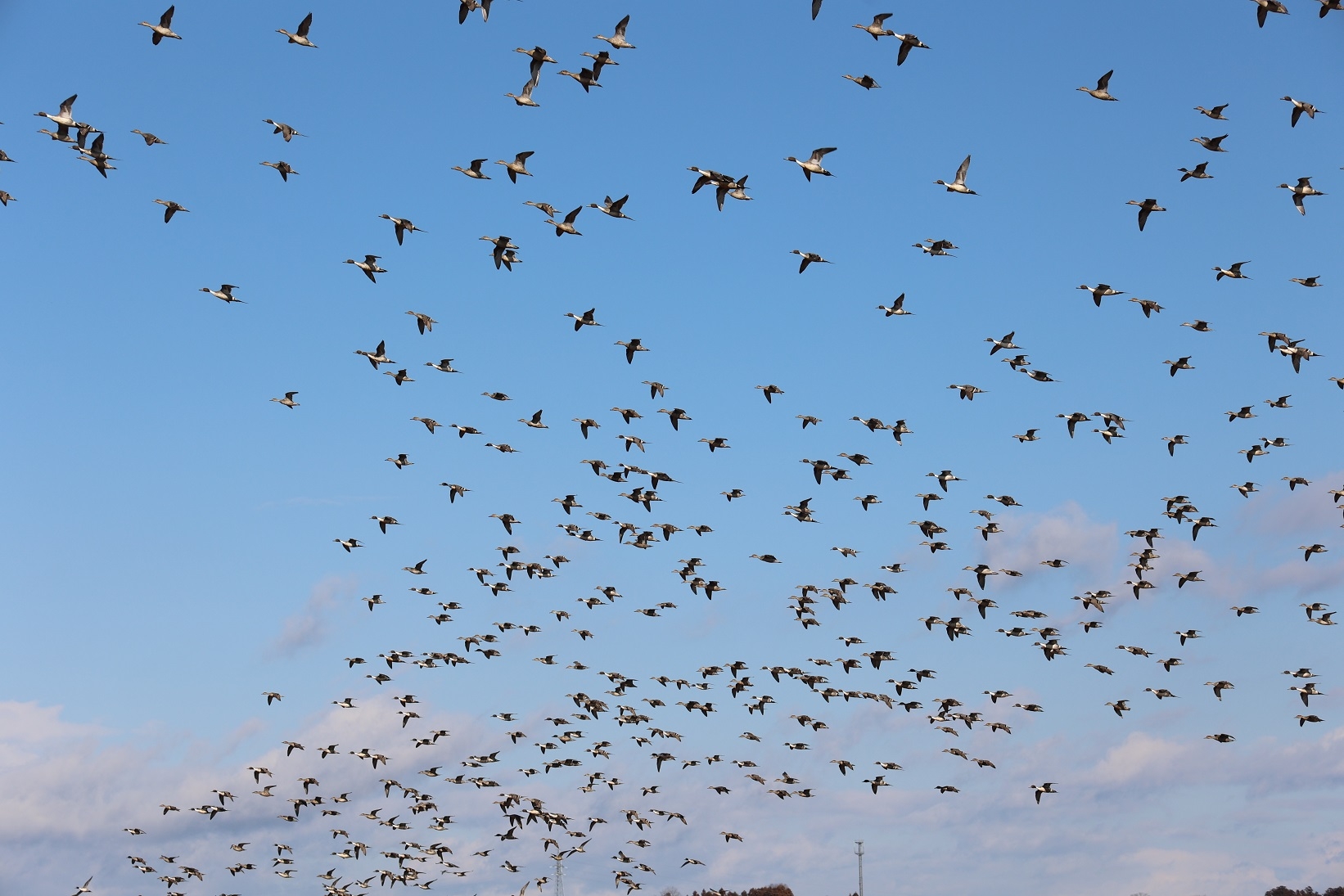 オナガガモの群れでした