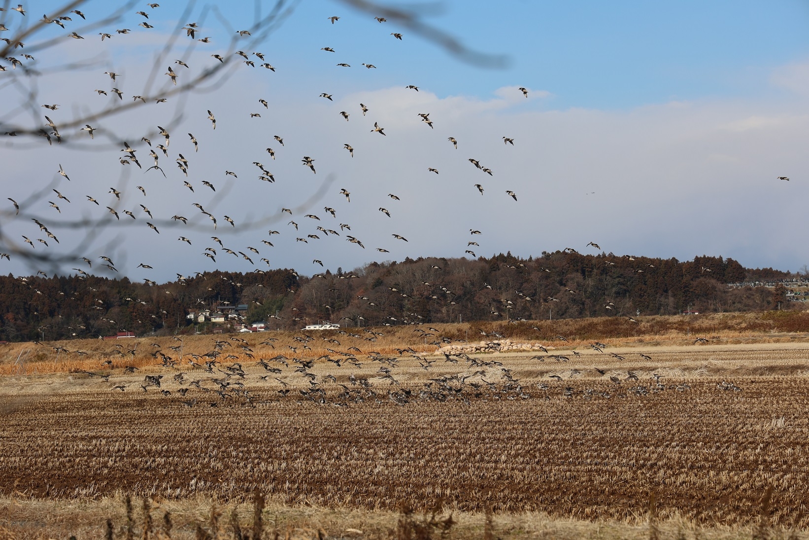 オナガガモの群れは田んぼに降りはじめました
