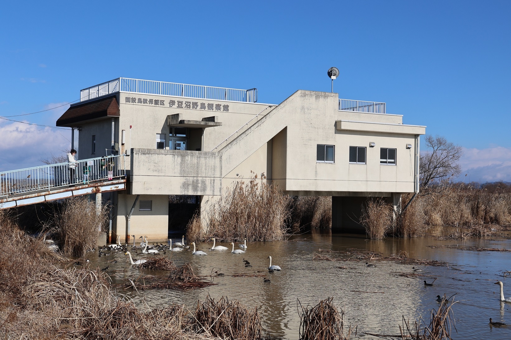 人から餌をもらうオナガガモとオオハクチョウ