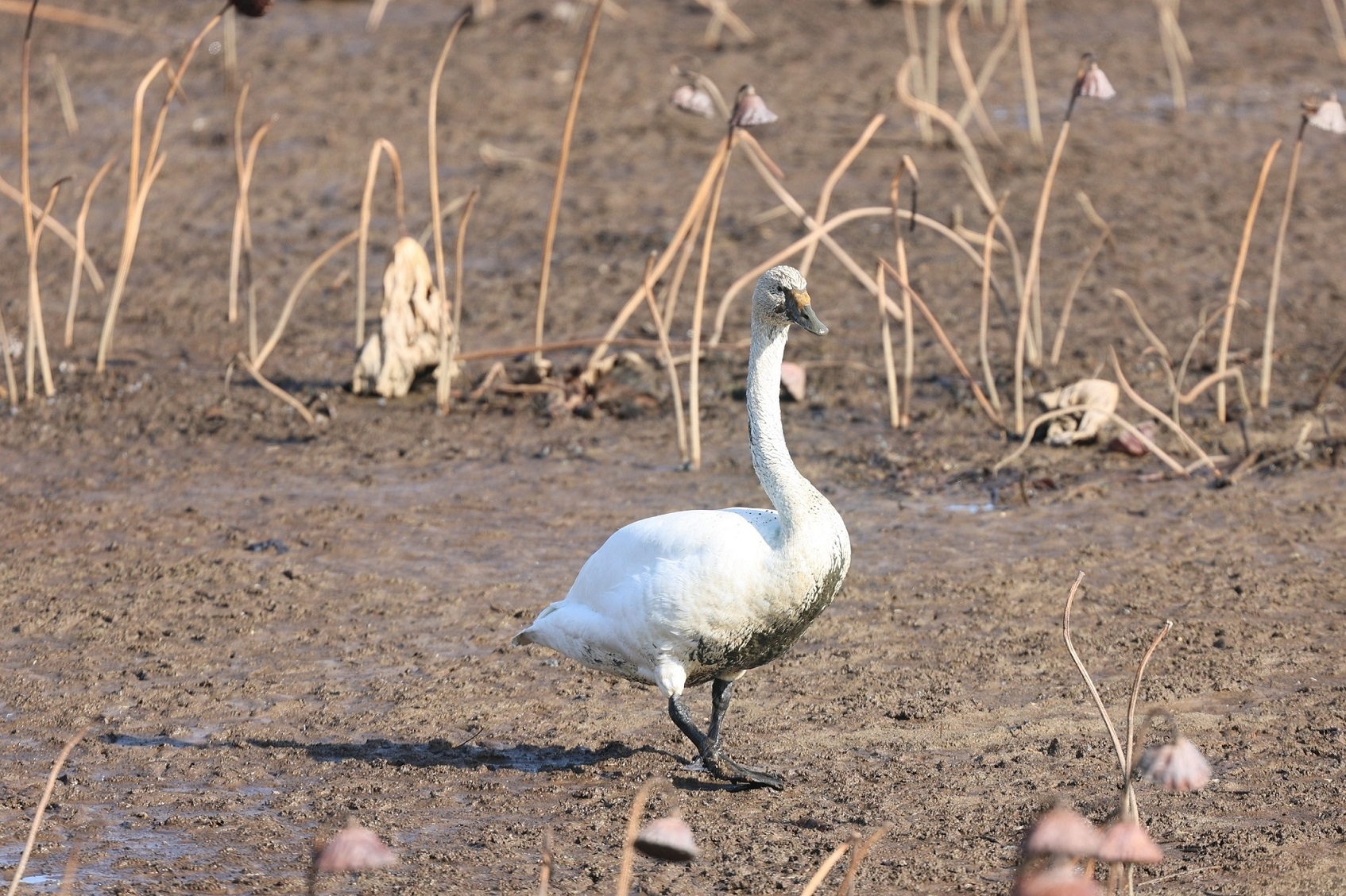 オオハクチョウなのに白くない、泥だらけ