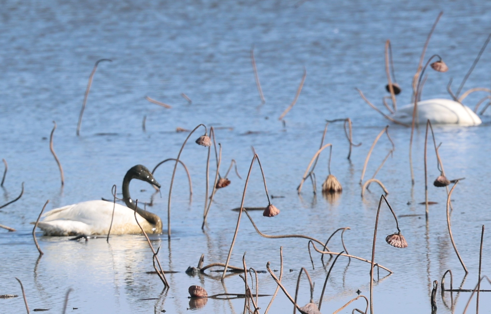 泥だらけの訳は
