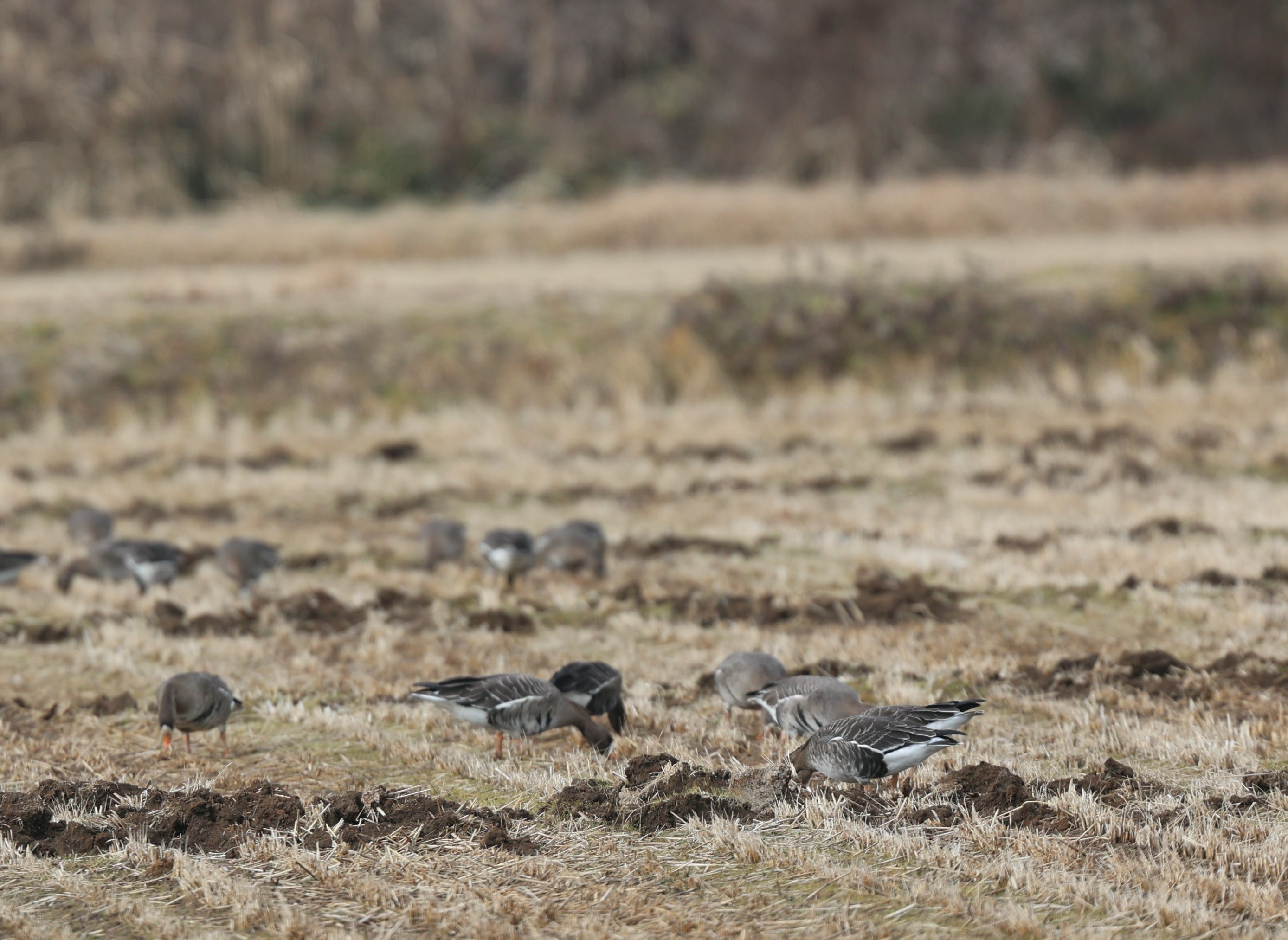 マガンが田んぼに頭を突っ込んでいます
