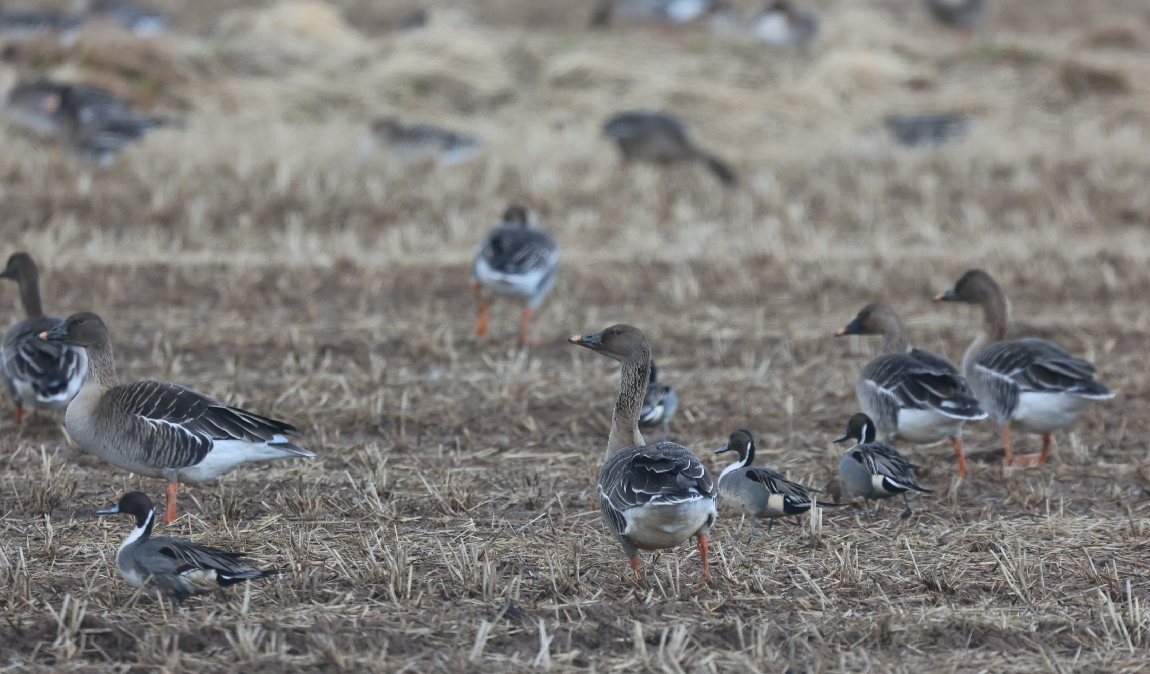 オオヒシクイのクチバシも泥だらけ