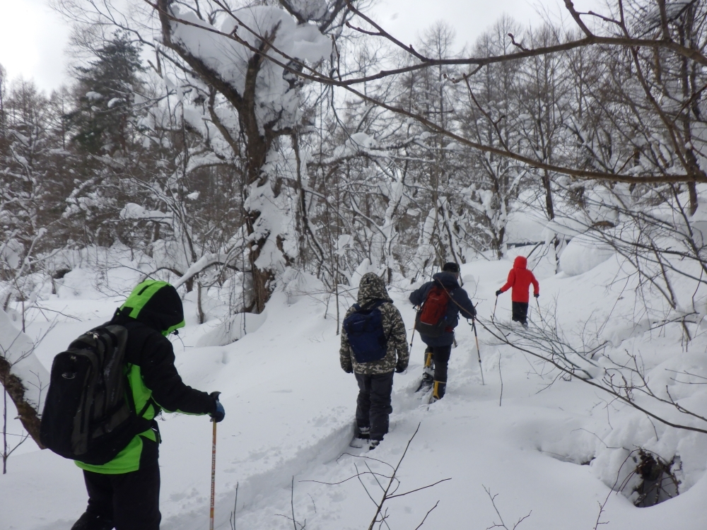 森を歩いていきます