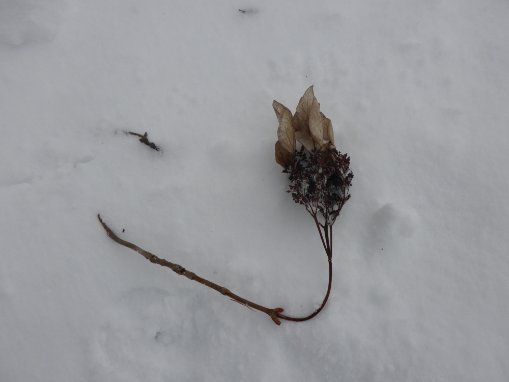 イワガラミのドライフラワー