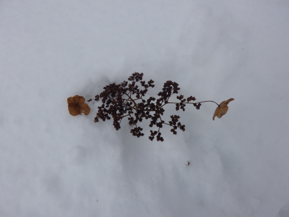 ツルアジサイのドライフラワー