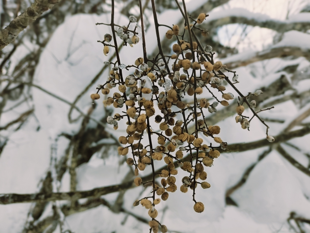 ツタウルシの実